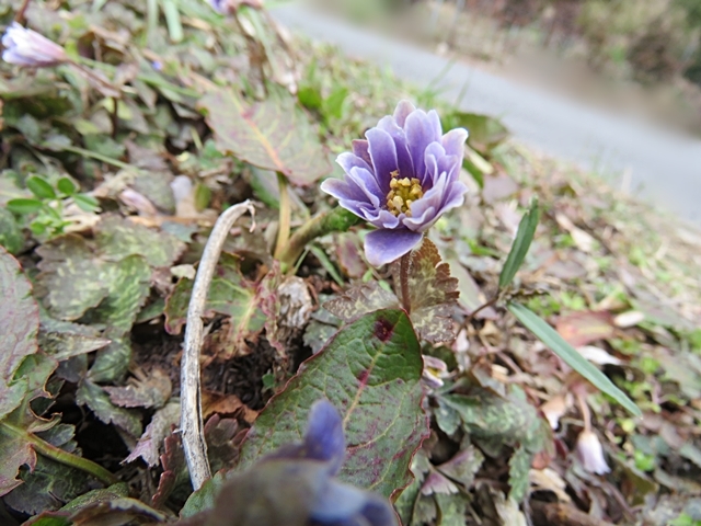 下山後の花散策、3日。_f0357487_23115792.jpg