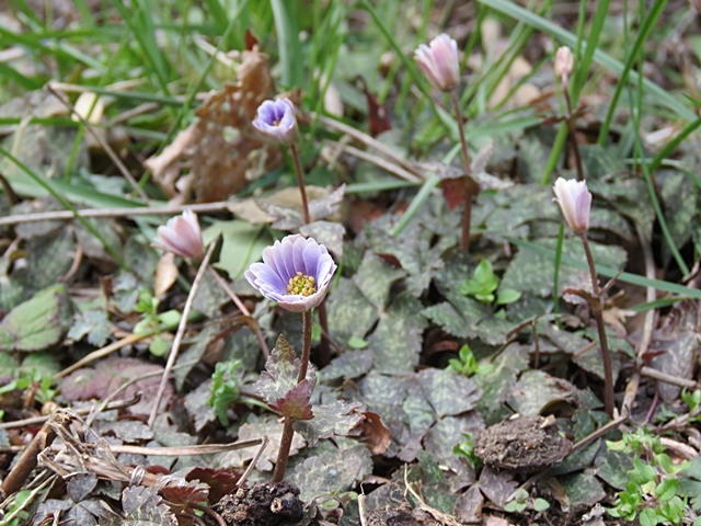 下山後の花散策、3日。_f0357487_23121316.jpg