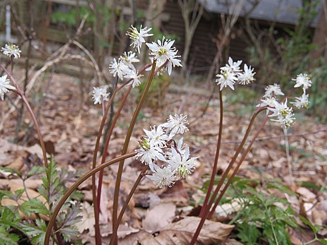 下山後の花散策、3日。_f0357487_23221535.jpg