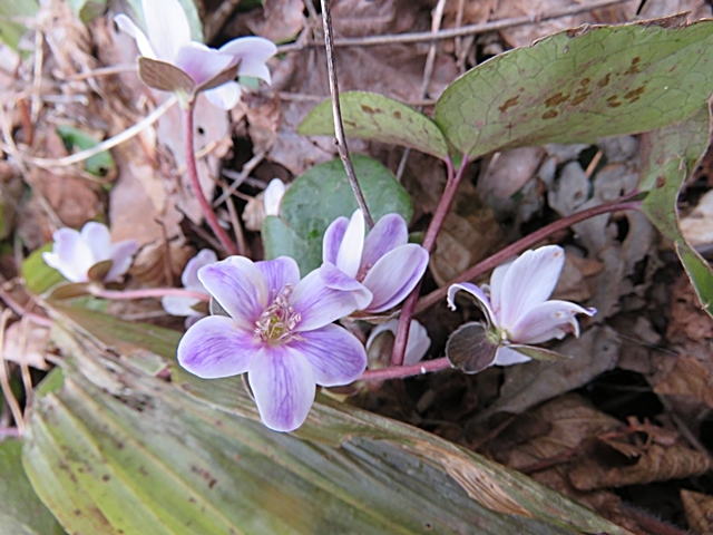 下山後の花散策、3日。_f0357487_23240790.jpg