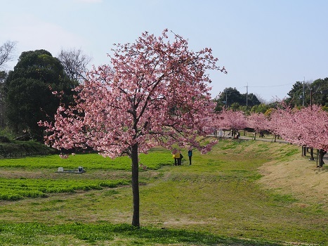 河津桜の夜明けと散歩　　明日香村・馬見丘陵公園_c0303868_05010361.jpg