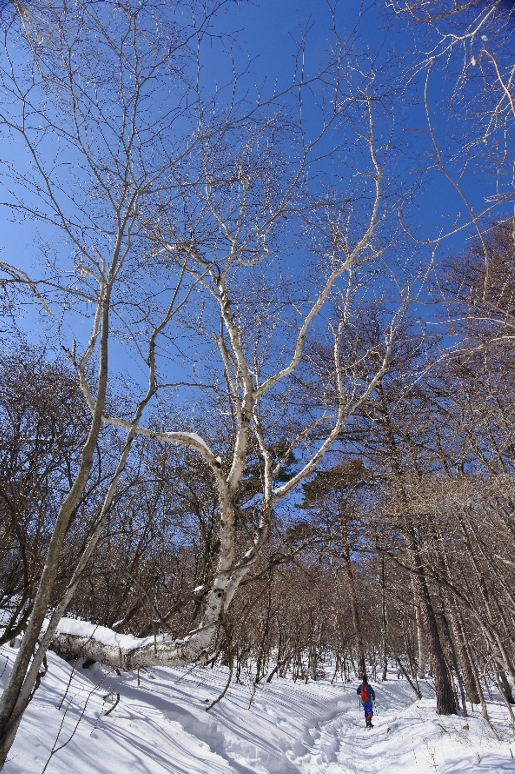 長野そぞろ歩き・軽井沢：山行・小浅間山_f0049074_05200594.jpg