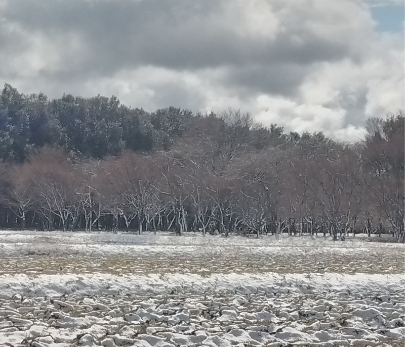 3月2日の雪は‥こんな感じでした_e0360778_19243494.jpg