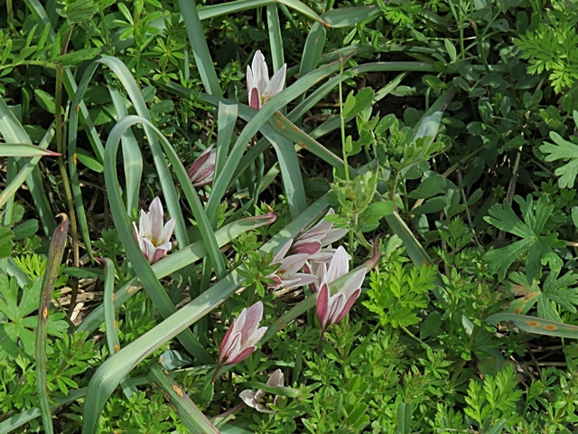 トサミズキなどと散歩の花など。_f0357487_20483511.jpg