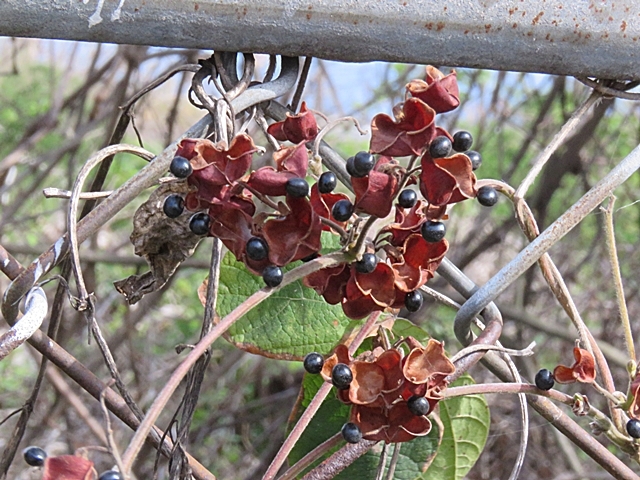 トサミズキなどと散歩の花など。_f0357487_20522651.jpg