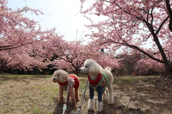 お出かけの最後は、見事な河津桜＼（>∀<）/_b0175688_20122630.jpg