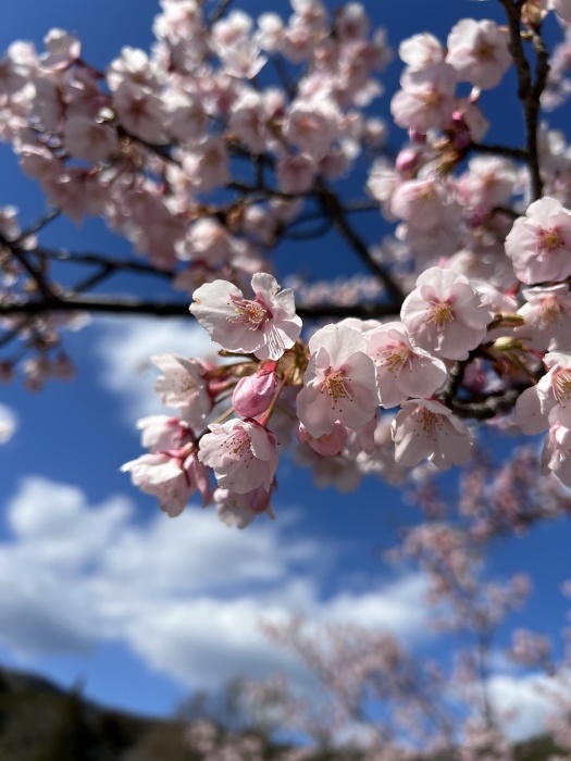 八番札所・熊谷寺の蜂須賀桜が見頃を迎えている_d0043390_20184566.jpeg