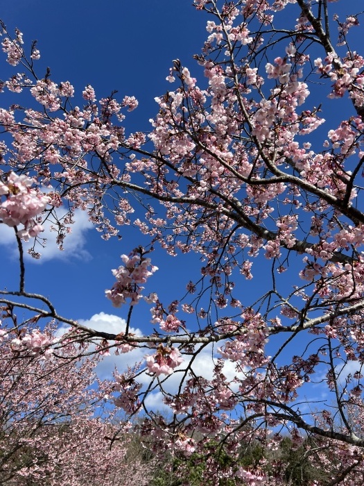 八番札所・熊谷寺の蜂須賀桜が見頃を迎えている_d0043390_20235881.jpeg