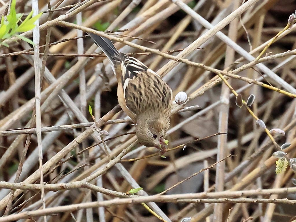 今日の鳥見_b0387717_13594054.jpg