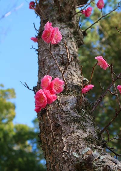 梅の花と松やに_f0147025_19392950.jpg