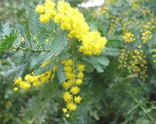 男性から女性へ　ミモザの花を贈る　感謝の日（イタリア）_e0012055_20281428.jpg