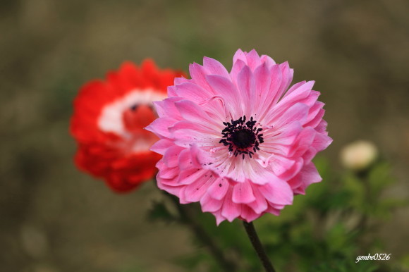 公園の花壇_f0296659_17530217.jpg