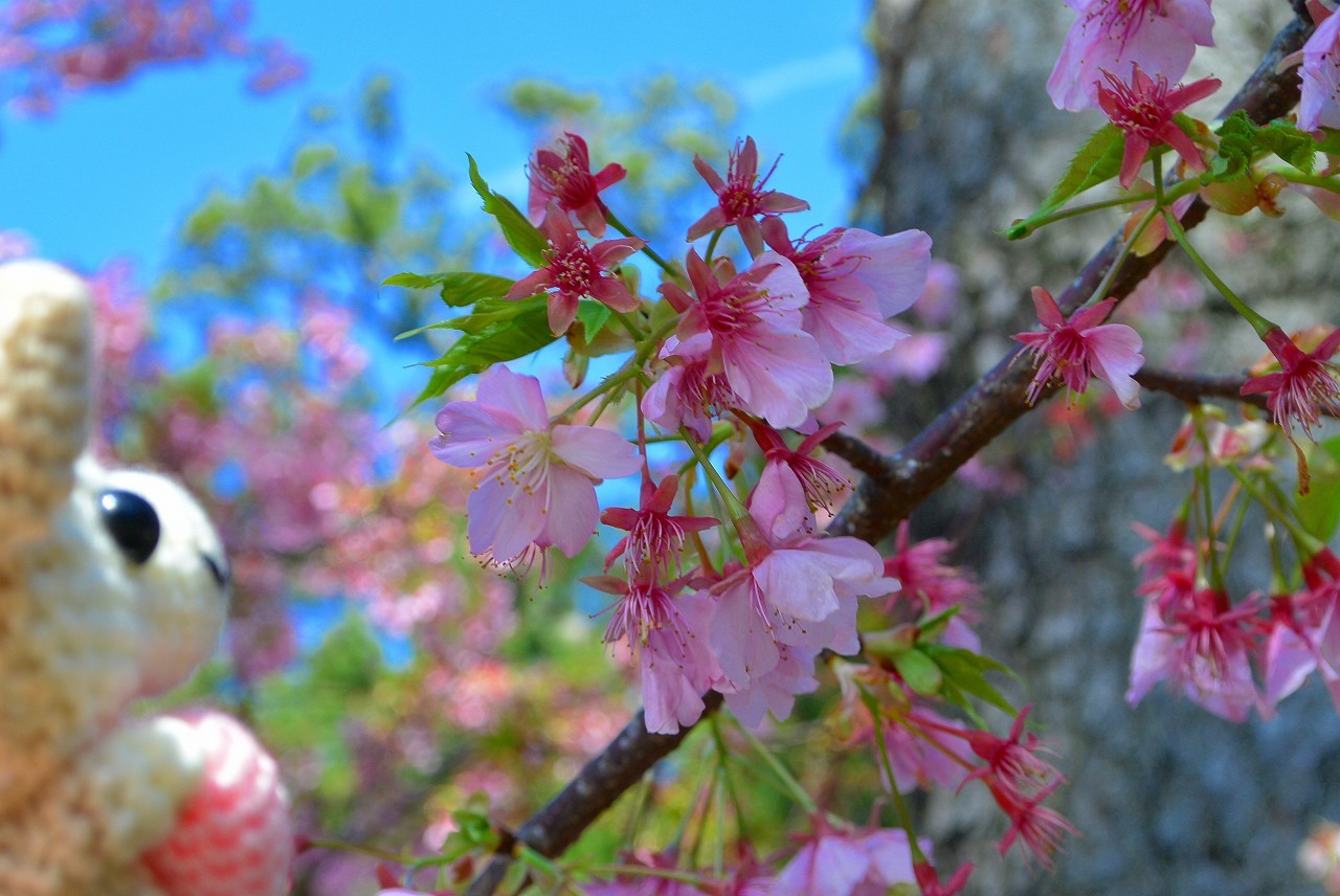 沼津御用邸記念公園　～梅と河津桜～_d0395460_08591279.jpg