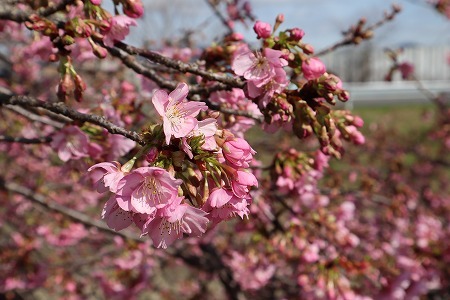 奈良　飛鳥川の河津桜_d0247262_11152668.jpg