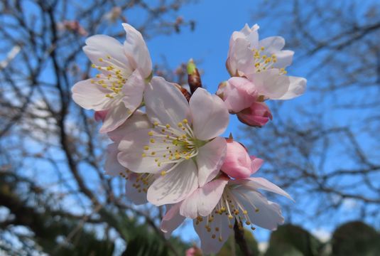 我が町で発見された「明正寺桜」…♪_b0426190_13510856.jpg