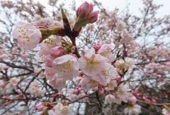 我が町で発見された「明正寺桜」…♪_b0426190_13513534.jpg