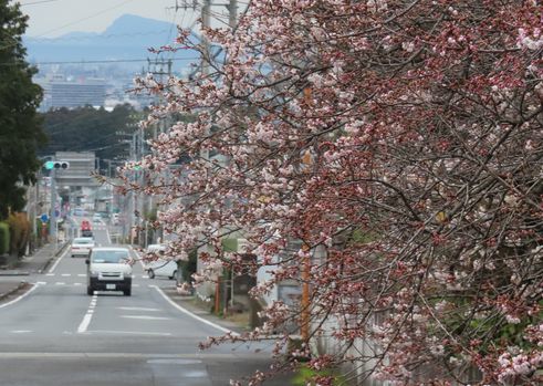 我が町で発見された「明正寺桜」…♪_b0426190_13513823.jpg