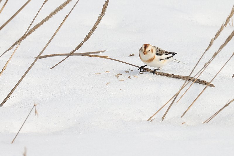 雪原のユキホオジロ２_c0180204_22264091.jpg