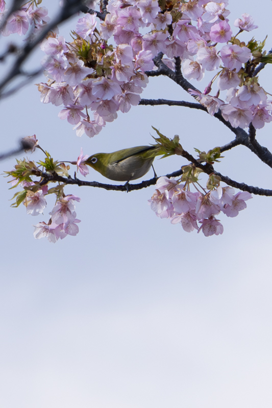 春の嵐の合間_f0364214_18361166.jpg