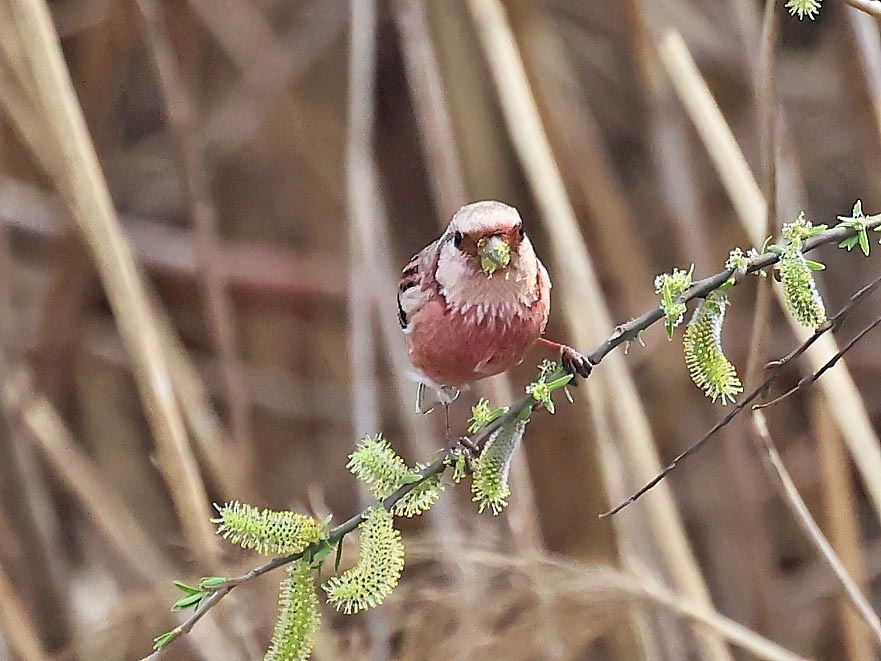 今日の鳥見_b0387717_12595935.jpg