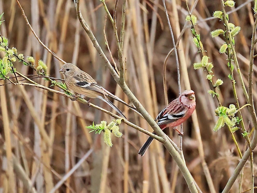 今日の鳥見_b0387717_13002258.jpg