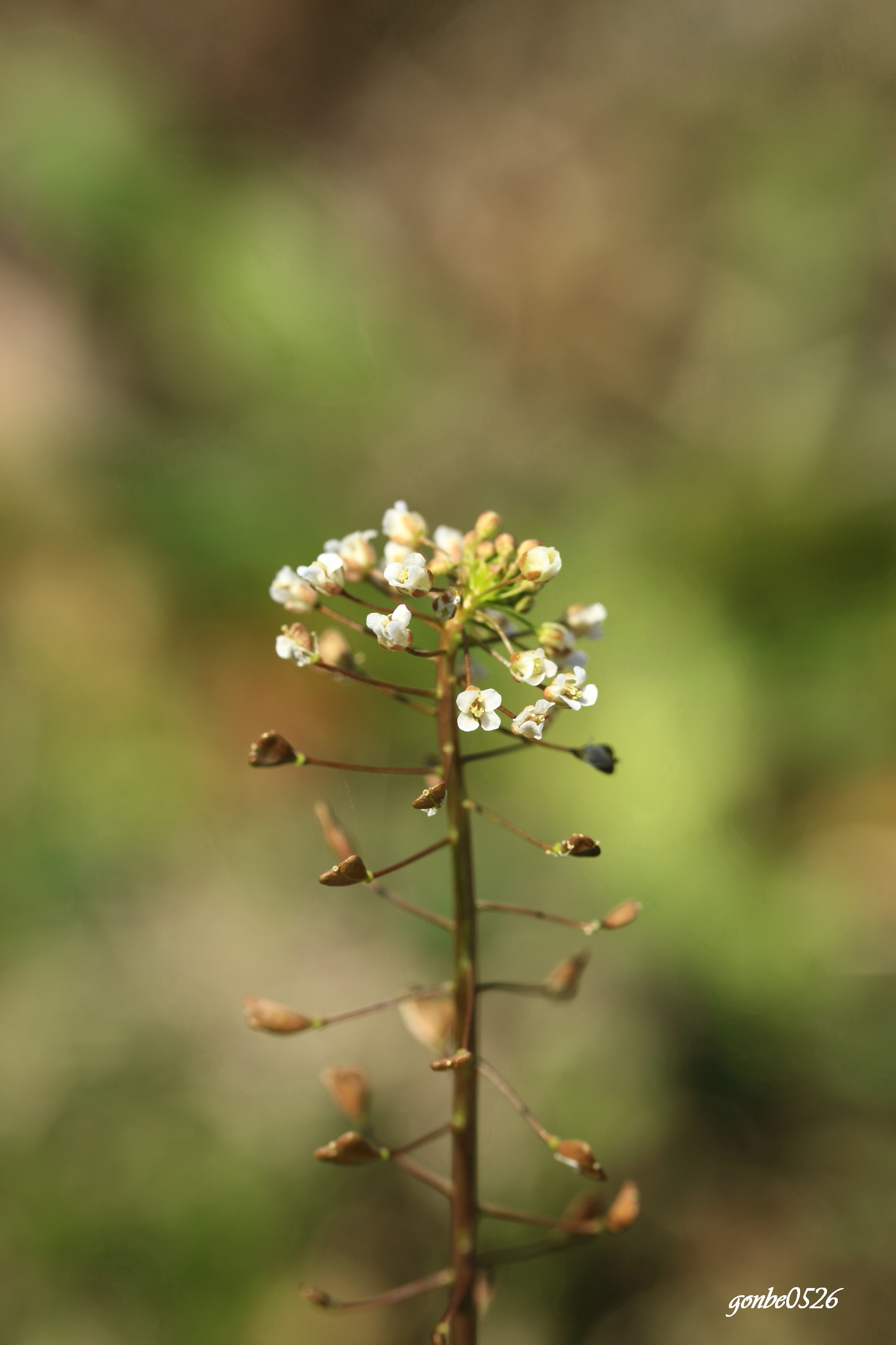 雑草といわれる草花_f0296659_17412202.jpg