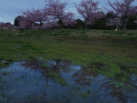 夜明けの河津桜と葛城山麓の散策　　馬見丘陵公園・葛城山麓_c0303868_12385944.jpg