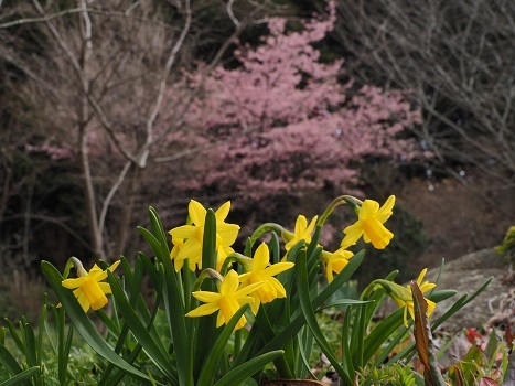 夜明けの河津桜と葛城山麓の散策　　馬見丘陵公園・葛城山麓_c0303868_12460756.jpg