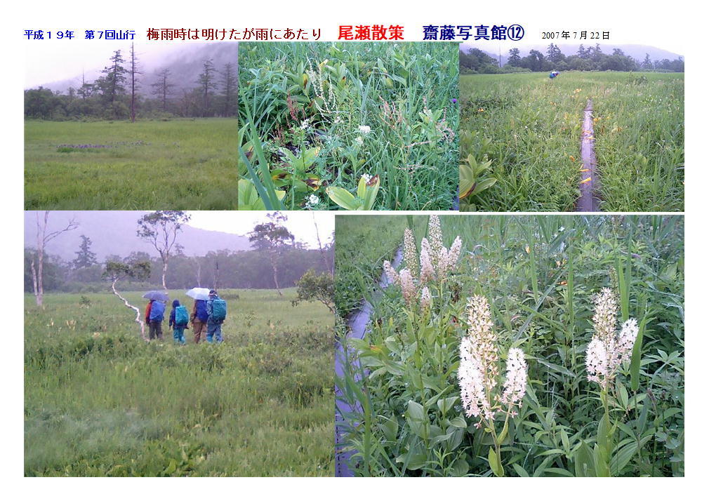 平成１９年　第７回山行　梅雨時は明けたが雨にあたり　尾瀬散策　齋藤写真館    2007年7月22日_e0106198_08565143.jpg