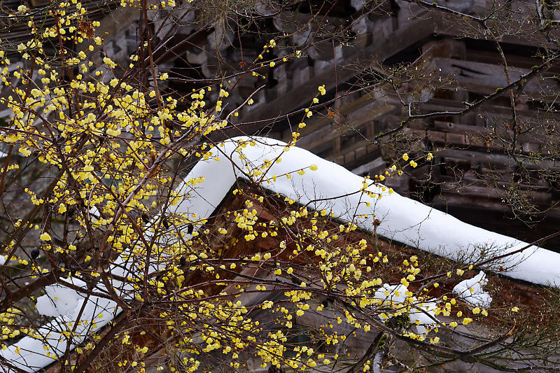 2024年京都の雪景色@東舞鶴　金剛院_f0032011_19135695.jpg