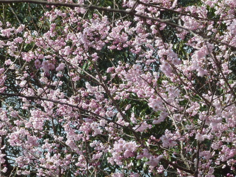 梅と河津桜を見に行こう「塩屋から板宿」2024_c0218841_18091717.jpg