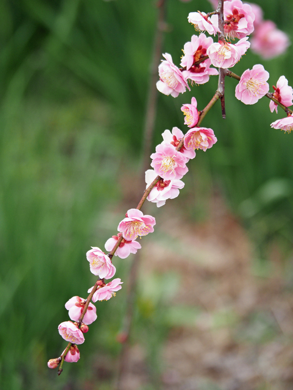 梅の花から春が はじまる_f0140054_11325492.jpg