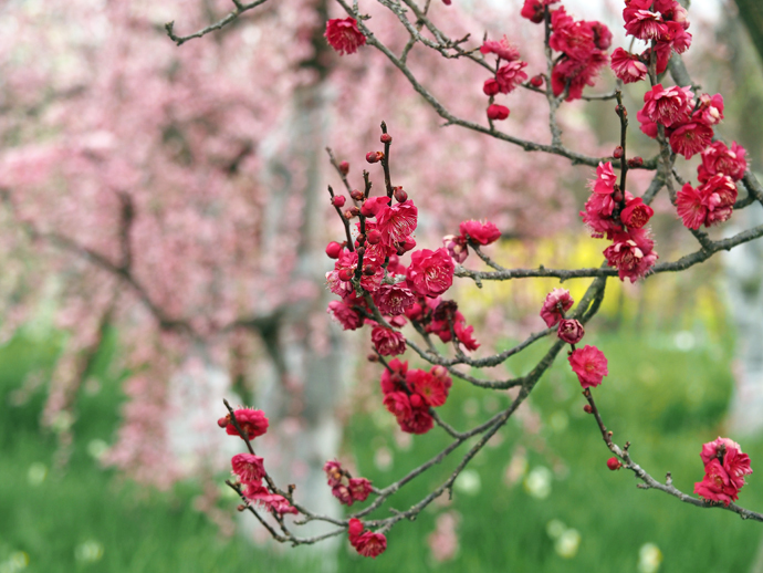 梅の花から春が はじまる_f0140054_11331057.jpg