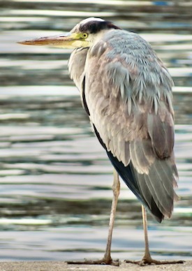 隅田川畔野鳥劇場  「アオサギ」 　2024.3.5_f0238961_13355899.jpeg