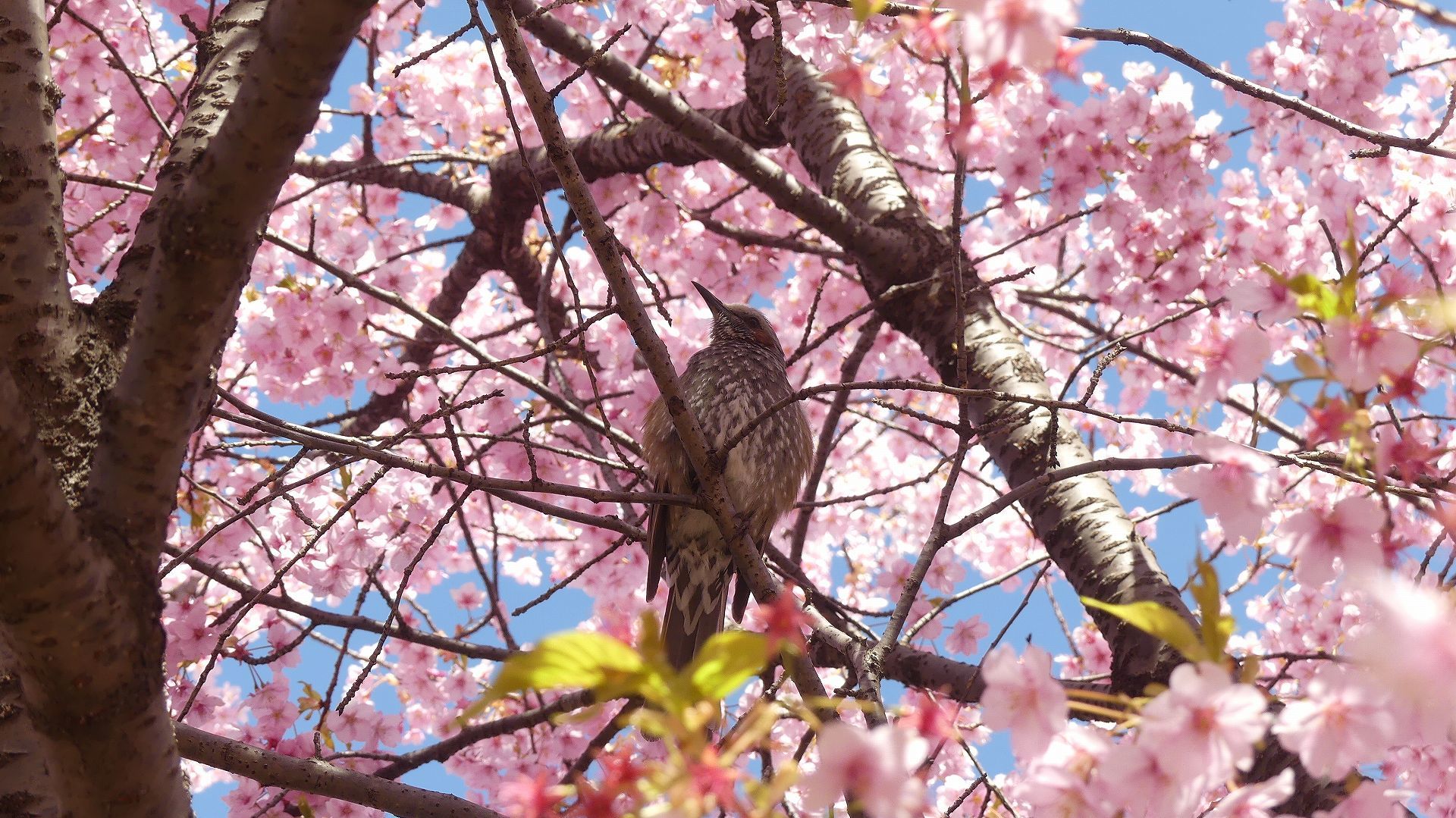 河津桜が満開です　【2024　3/9（土） 】_a0185081_20504170.jpg