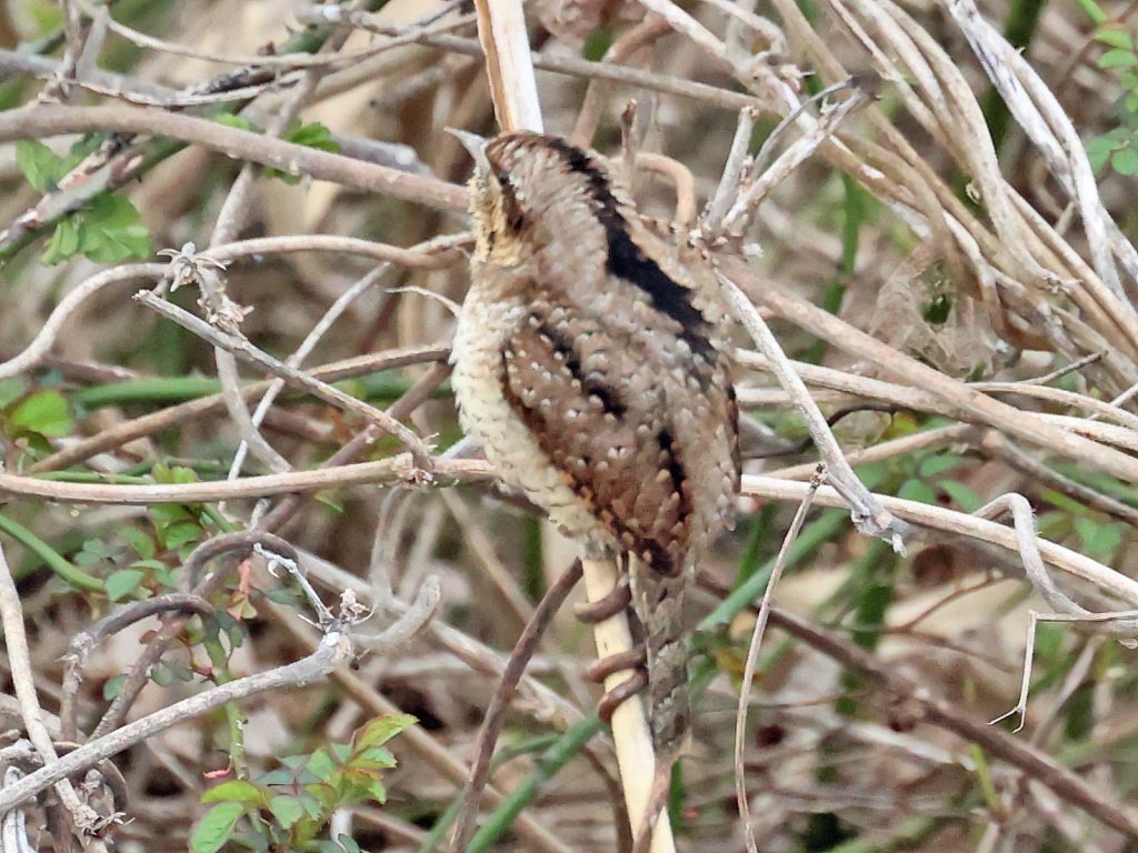 今日の鳥見_b0387717_16011864.jpg