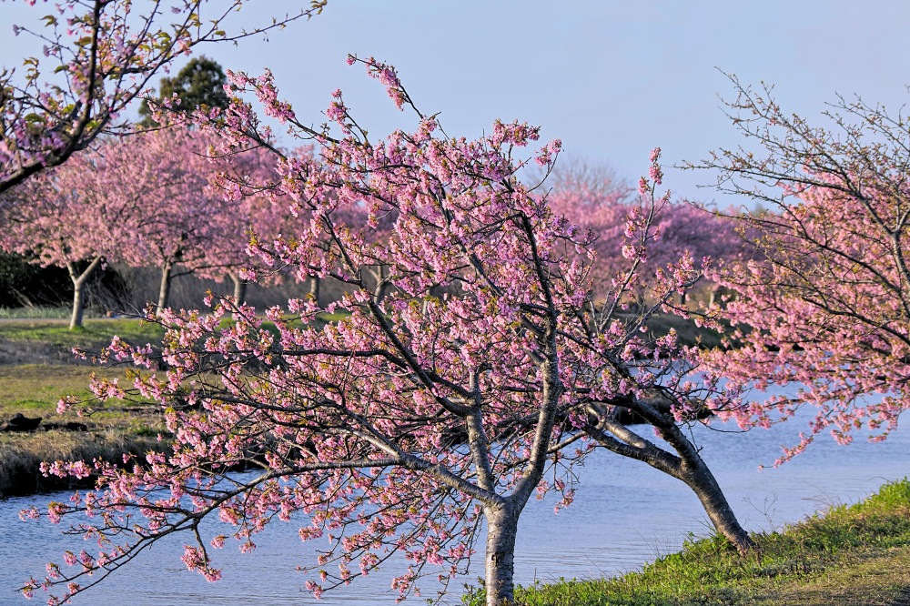 河津桜 2　　　三重県_d0286954_05353838.jpg