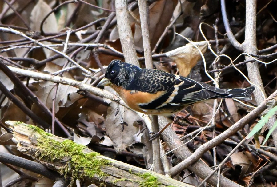 3月上旬ご近所丘陵であっ鳥！_b0311071_15122368.jpg