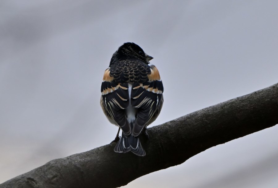 3月上旬ご近所丘陵であっ鳥！_b0311071_15200707.jpg