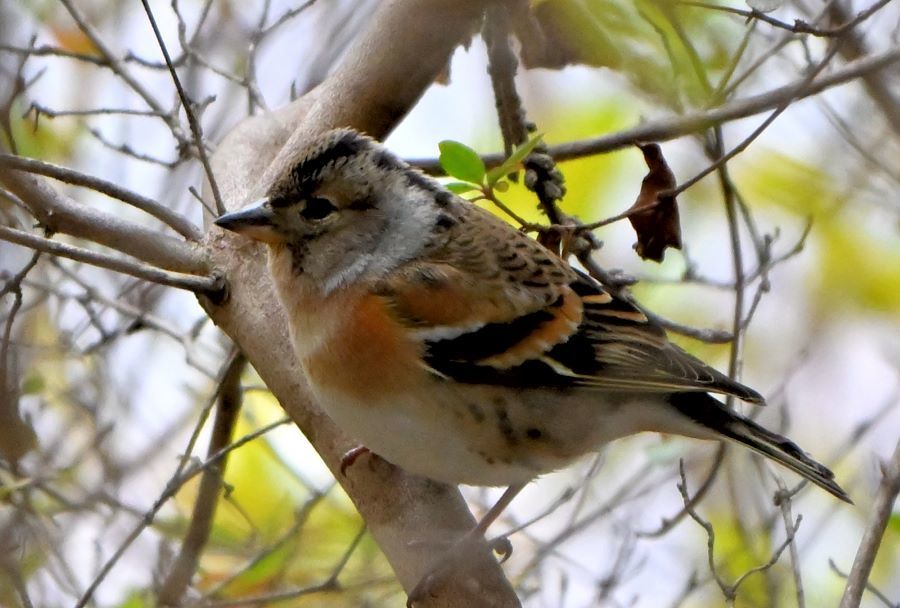 3月上旬ご近所丘陵であっ鳥！_b0311071_15254973.jpg