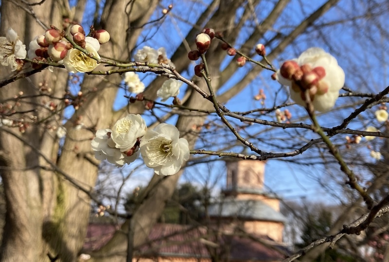 今年の霞城公園の梅の花です_c0308505_21241373.jpg