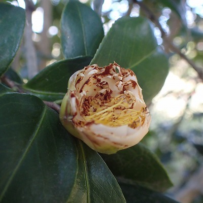 ヤブツバキ（花芽）を食べたのは誰だ？_b0049307_11253358.jpg