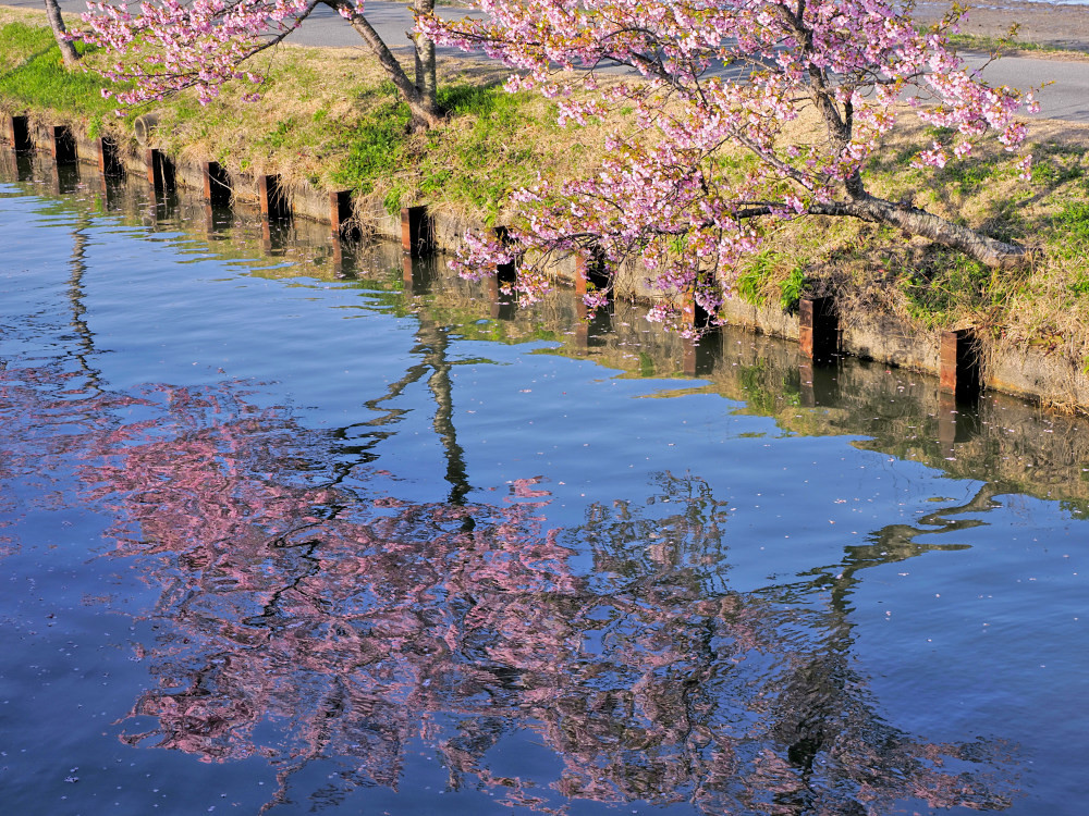 河津桜 3　　　三重県_d0286954_04582191.jpg