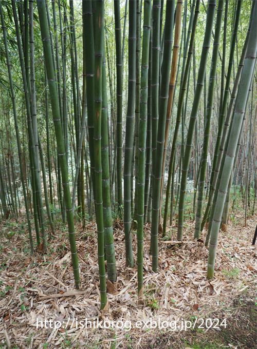 牧野富太郎のスエコザサ発見！・半田山植物園_a0223379_22164055.jpg