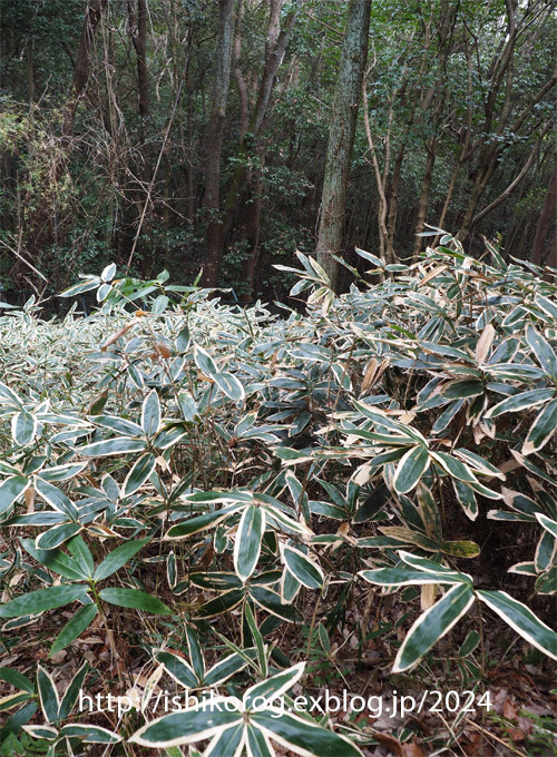 牧野富太郎のスエコザサ発見！・半田山植物園_a0223379_22170096.jpg