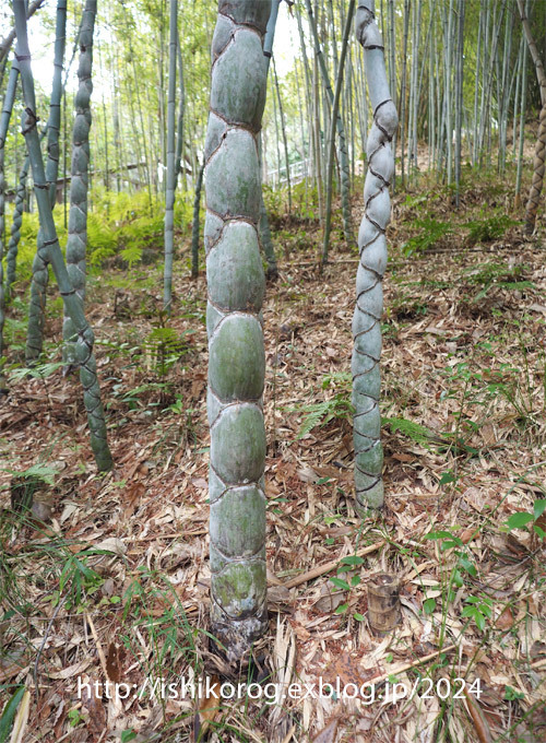 牧野富太郎のスエコザサ発見！・半田山植物園_a0223379_22170503.jpg