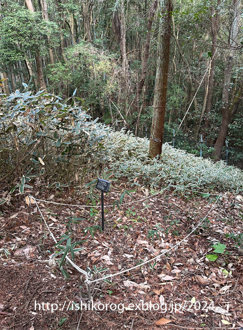 牧野富太郎のスエコザサ発見！・半田山植物園_a0223379_22184206.jpg