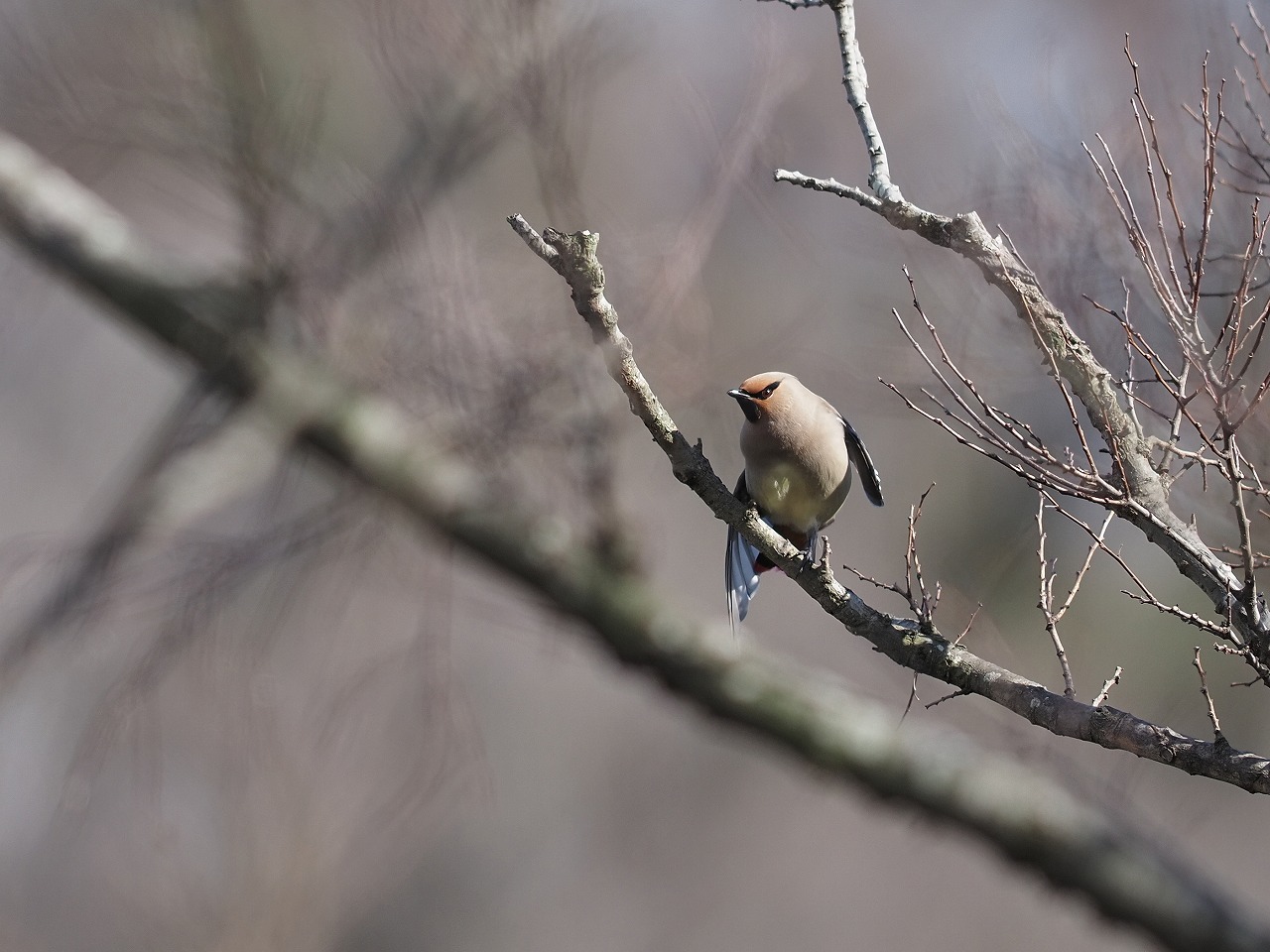 近くの公園のレンジャク_c0098793_14225312.jpg