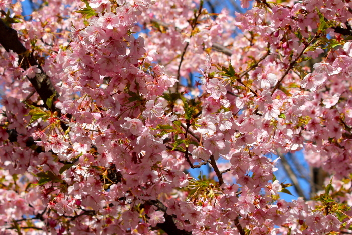 河津桜_d0248502_11375892.jpg