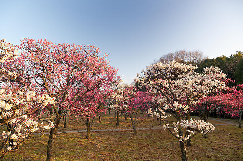 早春の公園春景色　梅&梅鉄@梅小路公園_f0032011_19583356.jpg